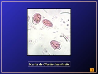 Kystes de Giardia intestinalis
 
