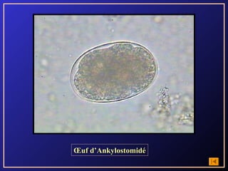 Œuf d’Ankylostomidé
 