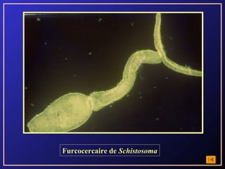Furcocercaire de Schistosoma
 
