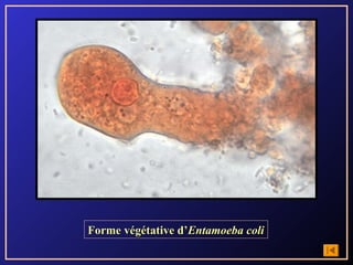Forme végétative d’Entamoeba coli
 