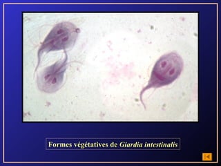 Formes végétatives de Giardia intestinalis
 