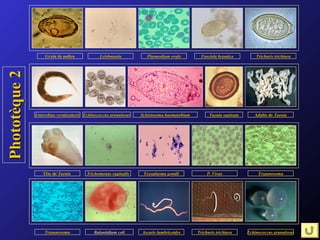 Grain de pollen            Leishmania           Plasmodium ovale          Fasciola hepatica         Trichuris trichiura
Phototèque 2




               Enterobius vermicularis Echinococcus granulosus   Schistosoma haematobium         Taenia saginata      Adulte de Taenia




                  Tête de Taenia        Trichomonas vaginalis     Toxoplasma gondii             P. Vivax                Trypanosoma




                   Trypanosoma             Balantidium coli      Ascaris lumbricoides      Trichuris trichiura     Echinococcus granulosus
 