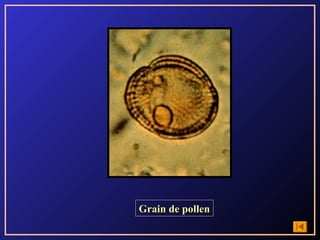 Grain de pollen
 