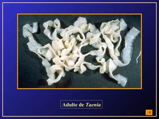 Adulte de Taenia
 