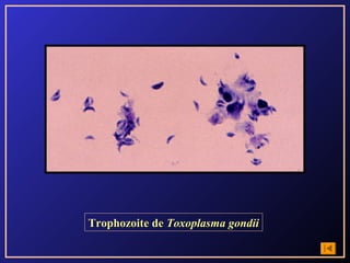 Trophozoite de Toxoplasma gondii
 