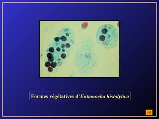 Formes végétatives d’Entamoeba histolytica
 