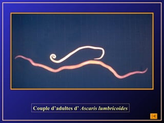 Couple d’adultes d’ Ascaris lumbricoides
 