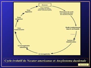 Cycle évolutif de Necator americanus et Ancylostoma duodenale
                                                        RETOUR
 