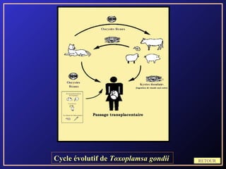 Cycle évolutif de Toxoplamsa gondii   RETOUR
 