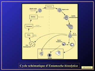 Cycle schématique d’Entamoeba histolytica   RETOUR
 