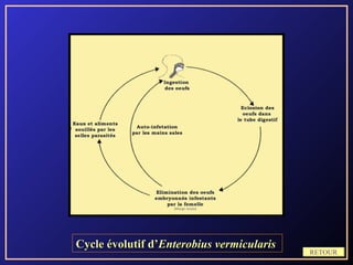 Cycle évolutif d’Enterobius vermicularis
                                           RETOUR
 
