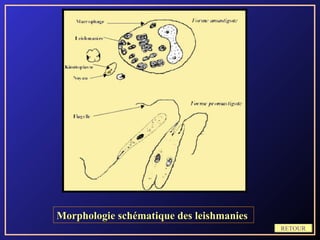 Morphologie schématique des leishmanies
                                          RETOUR
 