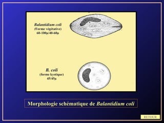 Morphologie schématique de Balantidium coli

                                              RETOUR
 