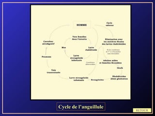 Cycle de l’anguillule
                        RETOUR
 