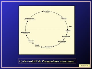 Cycle évolutif de Paragonimus westermani
                                           RETOUR
 