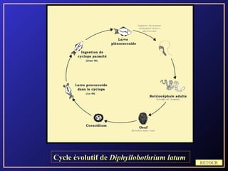 Cycle évolutif de Diphyllobothrium latum
                                           RETOUR
 