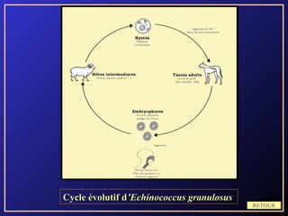 Cycle évolutif d’Echinococcus granulosus
                                           RETOUR
 
