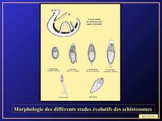 Morphologie des différents stades évolutifs des schistosomes
                                                       RETOUR
 