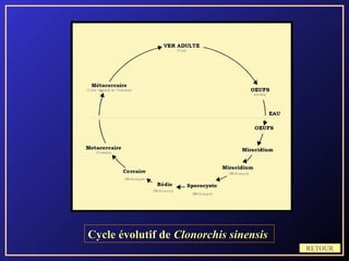 Cycle évolutif de Clonorchis sinensis
                                        RETOUR
 