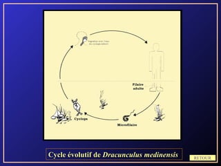 Cycle évolutif de Dracunculus medinensis   RETOUR
 