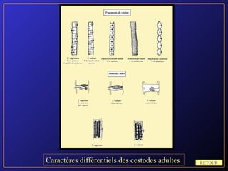 Caractères différentiels des cestodes adultes   RETOUR
 