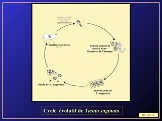 Cycle évolutif de Tænia saginata
                                   RETOUR
 