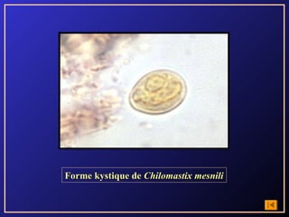 Forme kystique de Chilomastix mesnili
 