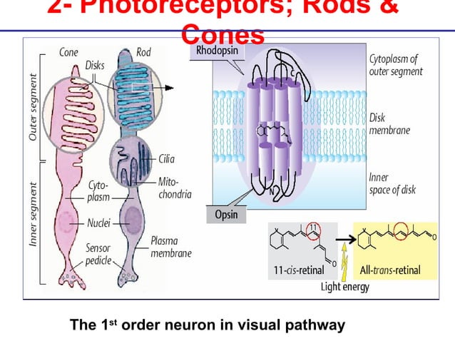 Phototransduction & Visual Pathway Mmp March 10 | PPT | Eye and Vision ...