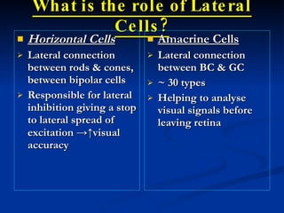 Phototransduction & Visual Pathway Mmp March 10 | PPT