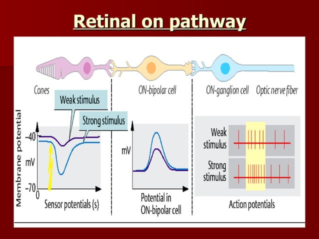 Phototransduction & Visual Pathway Mmp March 10 | PPT | Eye and Vision ...