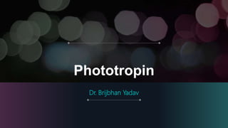 Phototropin
Dr. Brijbhan Yadav
 