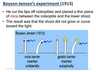 Boysen-Jensen’s experiment (1913)
• He cut the tips off coleoptiles and placed a thin piece
of mica between the coleoptile and the lower shoot.
• The result was that the shoot did not grow or curve
toward the light.
31-05-2017 10
 