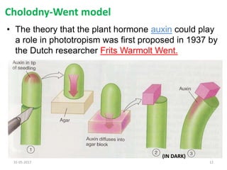 Cholodny-Went model
• The theory that the plant hormone auxin could play
a role in phototropism was first proposed in 1937 by
the Dutch researcher Frits Warmolt Went.
31-05-2017 12
(IN DARK)
 