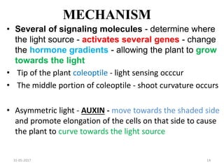 MECHANISM
• Several of signaling molecules - determine where
the light source - activates several genes - change
the hormone gradients - allowing the plant to grow
towards the light
• Tip of the plant coleoptile - light sensing occcur
• The middle portion of coleoptile - shoot curvature occurs
• Asymmetric light - AUXIN - move towards the shaded side
and promote elongation of the cells on that side to cause
the plant to curve towards the light source
31-05-2017 14
 