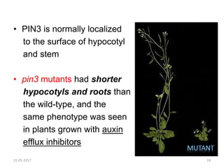 31-05-2017 18
• PIN3 is normally localized
to the surface of hypocotyl
and stem
• pin3 mutants had shorter
hypocotyls and roots than
the wild-type, and the
same phenotype was seen
in plants grown with auxin
efflux inhibitors
 