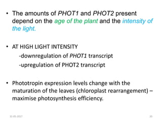 31-05-2017 20
• The amounts of PHOT1 and PHOT2 present
depend on the age of the plant and the intensity of
the light.
• AT HIGH LIGHT INTENSITY
-downregulation of PHOT1 transcript
-upregulation of PHOT2 transcript
• Phototropin expression levels change with the
maturation of the leaves (chloroplast rearrangement) –
maximise photosynthesis efficiency.
 