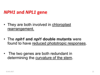 NPH1 and NPL1 gene
• They are both involved in chloroplast
rearrangement.
• The nph1 and npl1 double mutants were
found to have reduced phototropic responses.
• The two genes are both redundant in
determining the curvature of the stem.
31-05-2017 21
 