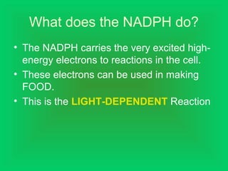 What does the NADPH do?
• The NADPH carries the very excited high-
energy electrons to reactions in the cell.
• These electrons can be used in making
FOOD.
• This is the LIGHT-DEPENDENT Reaction
 