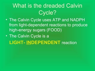 What is the dreaded Calvin
Cycle?
• The Calvin Cycle uses ATP and NADPH
from light-dependent reactions to produce
high-energy sugars (FOOD)
• The Calvin Cycle is a
LIGHT- INDEPENDENT reaction
 