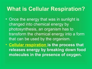 What is Cellular Respiration?
• Once the energy that was in sunlight is
changed into chemical energy by
photosynthesis, an organism has to
transform the chemical energy into a form
that can be used by the organism.
• Cellular respiration is the process that
releases energy by breaking down food
molecules in the presence of oxygen.
 