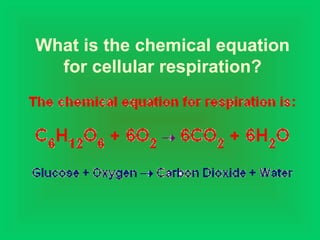 What is the chemical equation
for cellular respiration?
 