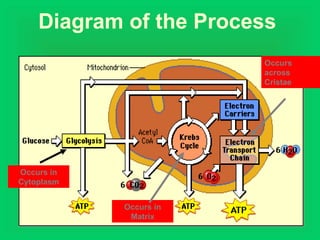 Diagram of the Process
Occurs in
Cytoplasm
Occurs in
Matrix
Occurs
across
Cristae
 