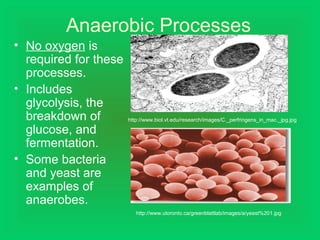 Anaerobic Processes
• No oxygen is
required for these
processes.
• Includes
glycolysis, the
breakdown of
glucose, and
fermentation.
• Some bacteria
and yeast are
examples of
anaerobes.
http://www.biol.vt.edu/research/images/C._perfringens_in_mac._jpg.jpg
http://www.utoronto.ca/greenblattlab/images/a/yeast%201.jpg
 