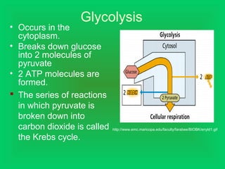 Glycolysis
• Occurs in the
cytoplasm.
• Breaks down glucose
into 2 molecules of
pyruvate
• 2 ATP molecules are
formed.
 The series of reactions
in which pyruvate is
broken down into
carbon dioxide is called
the Krebs cycle.
http://www.emc.maricopa.edu/faculty/farabee/BIOBK/enyld1.gif
 