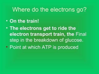 Where do the electrons go?
• On the train!
• The electrons get to ride the
electron transport train, the Final
step in the breakdown of glucose.
• Point at which ATP is produced
 