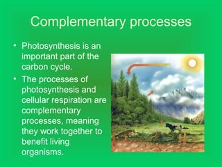 Complementary processes
• Photosynthesis is an
important part of the
carbon cycle.
• The processes of
photosynthesis and
cellular respiration are
complementary
processes, meaning
they work together to
benefit living
organisms.
 