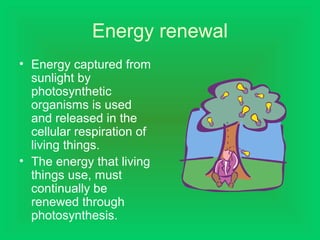 Energy renewal
• Energy captured from
sunlight by
photosynthetic
organisms is used
and released in the
cellular respiration of
living things.
• The energy that living
things use, must
continually be
renewed through
photosynthesis.
 