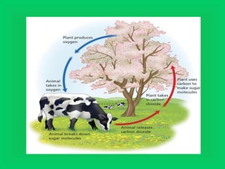 Photosynthesis and Respiration 2