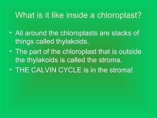 What is it like inside a chloroplast?
• All around the chloroplasts are stacks of
things called thylakoids.
• The part of the chloroplast that is outside
the thylakoids is called the stroma.
• THE CALVIN CYCLE is in the stroma!
 
