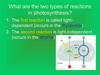 What are the two types of reactions
in photosynthesis?
1. The first reaction is called light-
dependent (occurs in the thylakoids)
2. The second reaction is light-independent
(occurs in the stroma)
 
